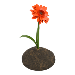 Daisy growing